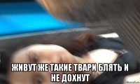 живут же такие твари блять и не дохнут