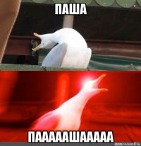 паша пааааашааааа