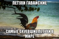 петухи гавайские самые охуевшие петухи в мире
