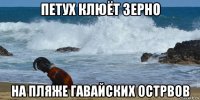 петух клюёт зерно на пляже гавайских острвов