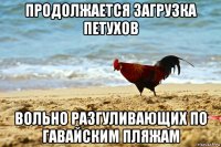 продолжается загрузка петухов вольно разгуливающих по гавайским пляжам