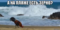 а на пляже есть зерно? 