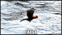  гавьа