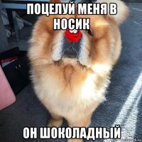 поцелуй меня в носик он шоколадный