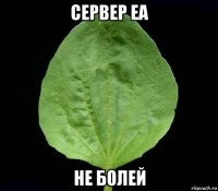 сервер еа не болей