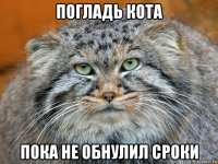 погладь кота пока не обнулил сроки