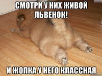 смотри у них живой львенок! и жопка у него классная