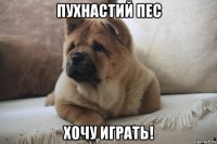 пухнастий пес хочу играть!