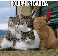 кошачья банда 