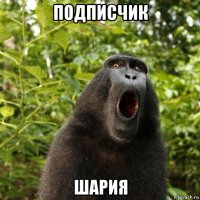 подписчик шария