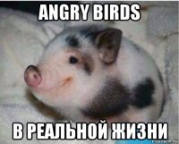 angry birds в реальной жизни