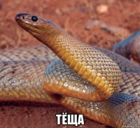  тёща