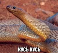  кусь кусь