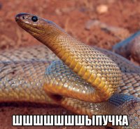  шшшшшшшыпучка