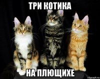 три котика на плющихе