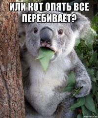 или кот опять все перебивает? 