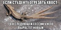 если студенту отрезать хвост, то к следующей сессии у него вырастет новый