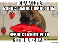 собака есть единственное животное, верность которого непоколебима.