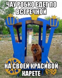 чау робко едет по встречной на своей красивой карете