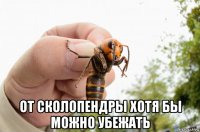  от сколопендры хотя бы можно убежать