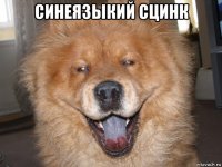 синеязыкий сцинк 