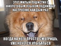 этот милый пушистик с фиолетовым языком поднимает настроение каждый раз, когда на него просто смотришь, уже хочется улыбаться