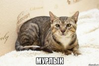 мурлык