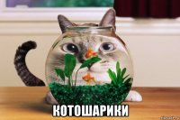  котошарики