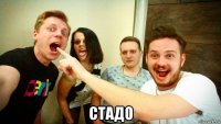  стадо