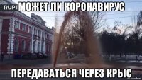 может ли коронавирус передаваться через крыс