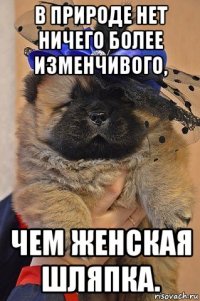 в природе нет ничего более изменчивого, чем женская шляпка.