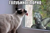голубиное порно 