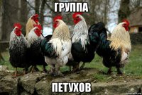 группа петухов