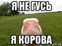 я не гусь я корова