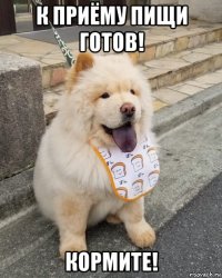 к приёму пищи готов! кормите!
