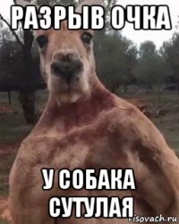 разрыв очка у собака сутулая