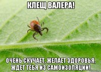 клещ валера! очень скучает, желает здоровья, ждет тебя из самоизоляции!
