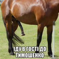  іду в гості до тимошенко