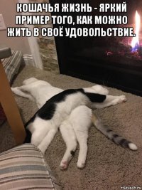 кошачья жизнь - яркий пример того, как можно жить в своё удовольствие. 