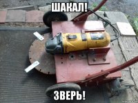 шакал! зверь!