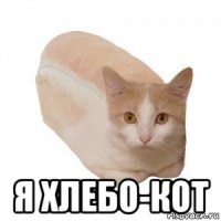  я хлебо-кот