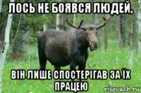 лось не боявся людей, він лише спостерігав за їх працею