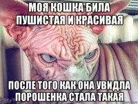 моя кошка била пушистая и красивая после того как она увидла порошенка стала такая