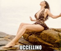  uccellino