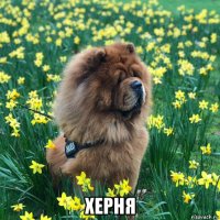  херня