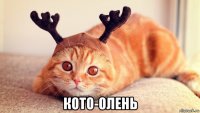  кото-олень