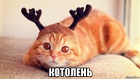  котолень