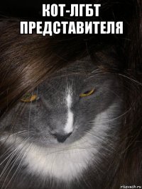 кот-лгбт представителя 
