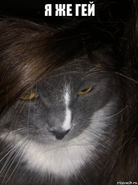 я же гей 