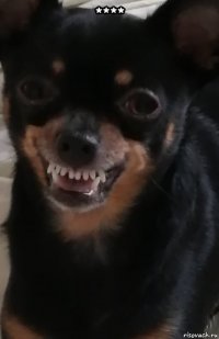 **** 